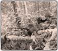 GFX_decision_cat_picture_FIN_karelian_forest_guerillas